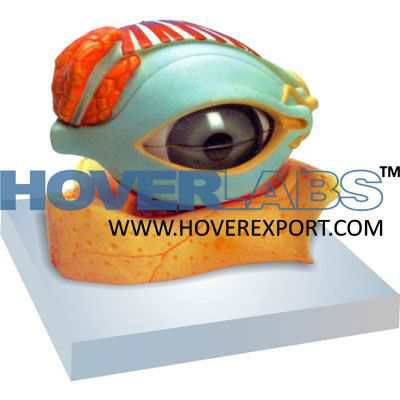 Human Eye With Lid